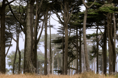 sfrancisco0006a