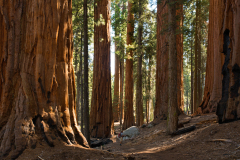 sequoia0305