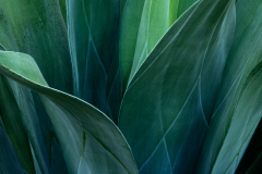 agave0006