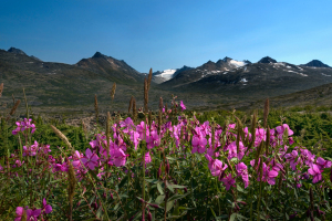 alaska0534A