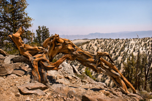 bristlecone0013c