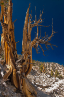 bristlecone0055