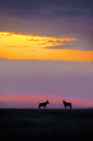 masaimara0375