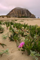 morro-rock0013