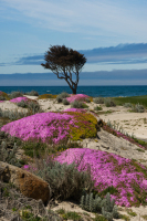 pebblebeach0031