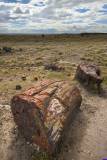petrified-forest0019