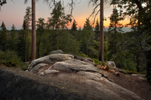 sequoia0193a
