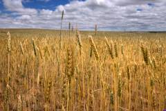 spring_wheat014c
