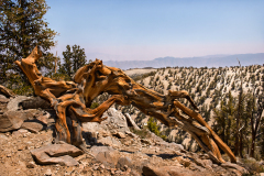 bristlecone0013c