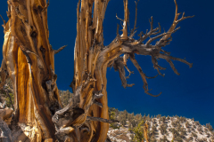 bristlecone0055