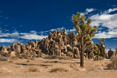 joshua_tree0017