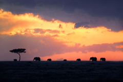 masaimara0083
