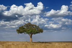 masaimara0320