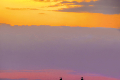 masaimara0375