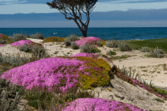 pebblebeach0031