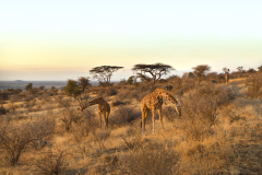 samburu1016