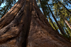 sequoia0023