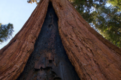 sequoia0240
