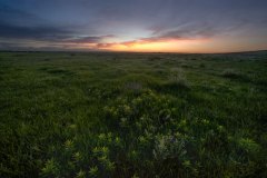 tallgrass prairie