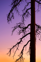 sequoia0167BS