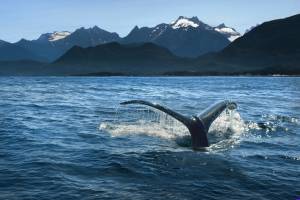 alaska humpback tail