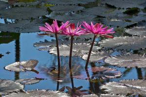 lotusland058