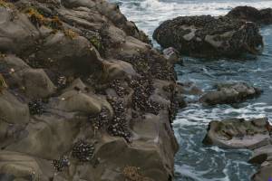 moonstone-beach0031b