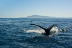 whalewatch0236A