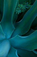agave