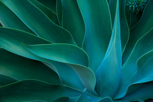 agave0020