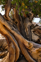 bristlecone0052