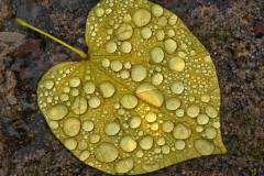 fall_foliage0003A