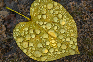 fall_foliage0003A