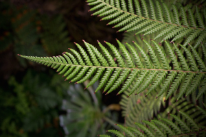 fern_flora0007a