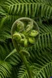 fiddlehead0012