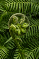 fiddlehead0012