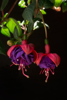 flora0013