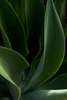 flora0046