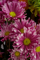 floral0010