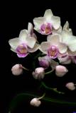 floral0020
