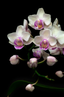 floral0020