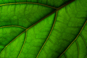 leaf0009