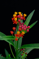 milkweed0038