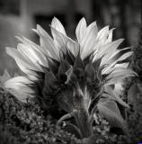 nature-cn003