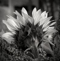 nature-cn003