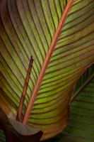 nature_canna0010
