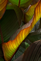 nature_canna0026a