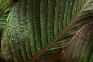 nature_canna0038