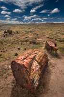 petrified_forest0020rt