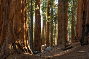 sequoia0305